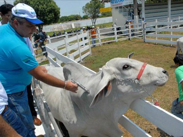 Prazo de vacinação contra febre aftosa encerra-se sábado