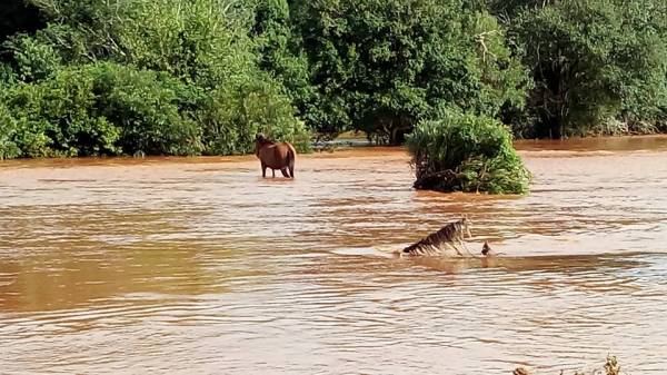 Animais são levados pela enchente no interior de São José do Inhacorá