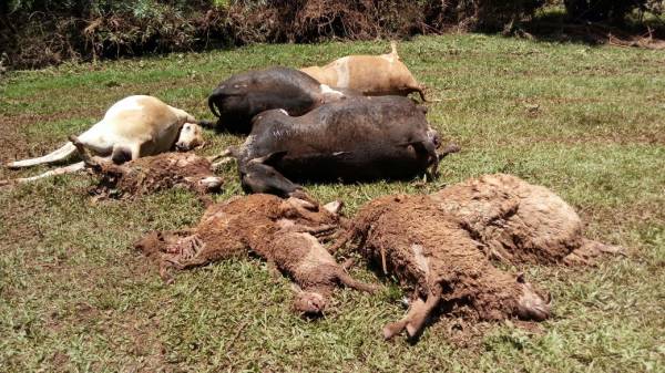 Produtor de São José do Inhacorá perde 26 animais com a chuva