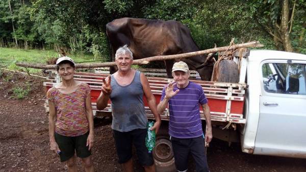 Vaca levada pela enxurrada é localizada 60km da propriedade de origem