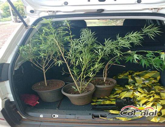 Brigada Militar apreende quatro pés de maconha em Santo Cristo