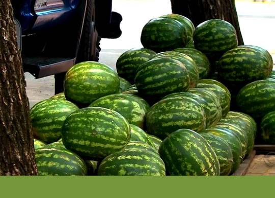 Otimismo marca colheita de melão e melancia no Noroeste do RS