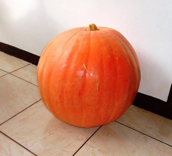Moranga gigante no interior de Porto Mauá