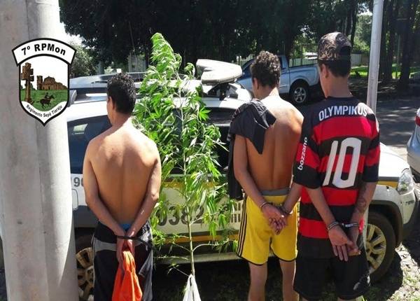 Brigada Militar prende três por plantação de maconha em Bairro de Santo Ângelo