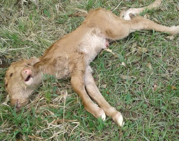 Bezerro nasce com duas cabeças e é encontrado morto no dia seguinte em São Borja