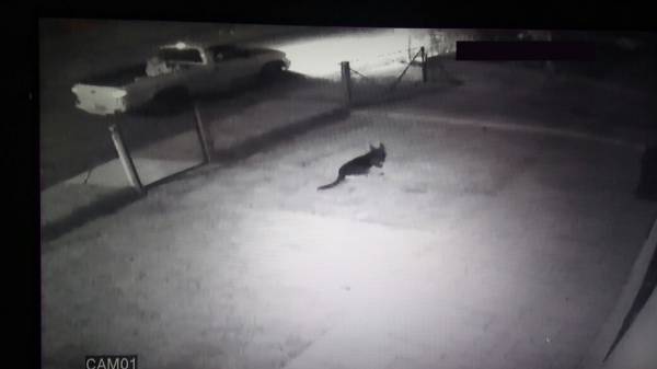 Caminhonete é furtada em Independência