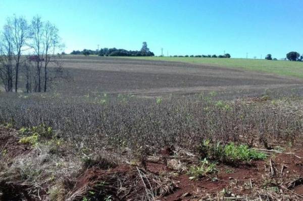 Excesso de chuva provoca perda da safrinha de soja