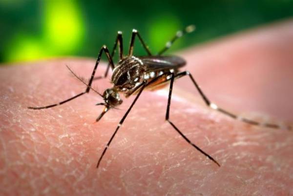 Confirmado primeiro caso de microcefalia associado ao zika contraído no RS