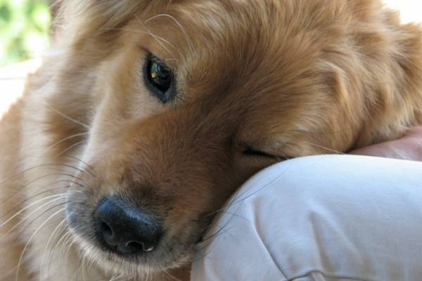 Seu cão pode ter leishmaniose sem você saber