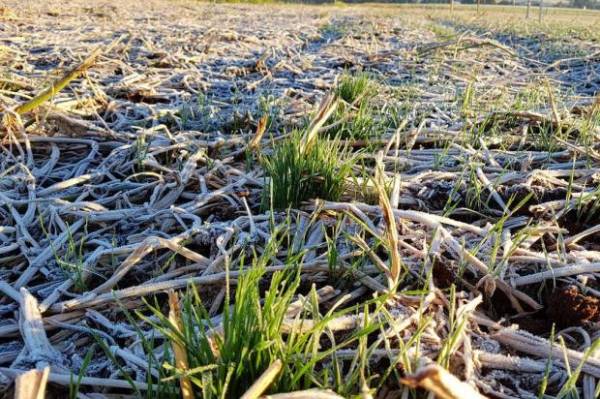 RS terá prejuízo na colheita em razão do clima, admite secretário da Agricultura