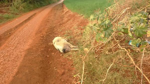 Moradores de Esquina Jost reclamam de descarte de animais mortos