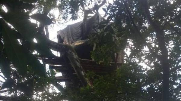 Casa na árvore servia de esconderijo para bandidos em Nova Esperança do Sul