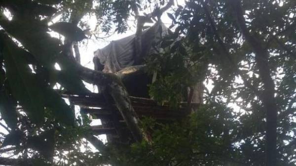 Casa na árvore servia de esconderijo para bandidos em Nova Esperança do Sul