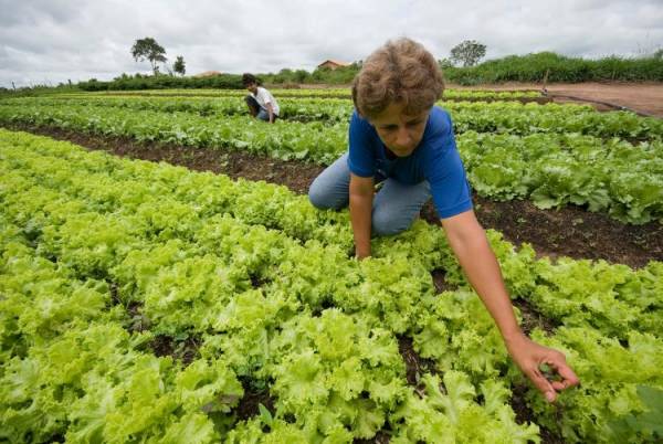 Em 22 anos, Pronaf financiou R$ 200 bilhões aos agricultores familiares