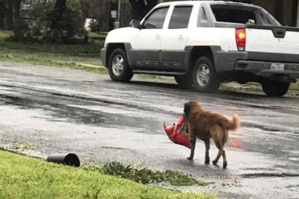 Foto de cachorro carregando sua própria ração após furacão no Texas viraliza