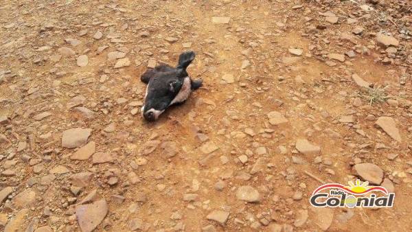 Restos de animais mortos foram abandonados em rua do Loteamento Zawaski, em Três de Maio