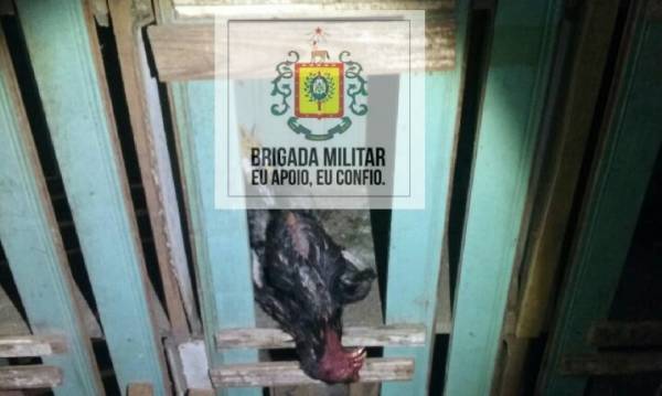 Brigada Militar prende acusados de promover rinha de galo em Catuípe