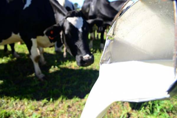 Rio Grande do Sul pede investigação número de produtos lácteos do Uruguai