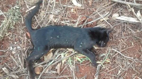 Moradores de Alegria se dizem revoltados com envenenamento de gatos