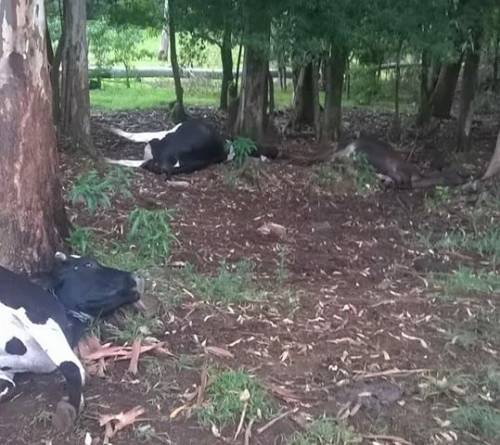 Raio provocou a morte de três vacas em propriedade do interior de Sede Nova