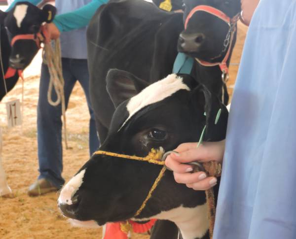 COTRIMAIO seleciona animais a serem avaliados para a EXPOTERNEIRA 2018