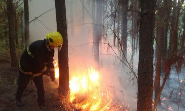 Bombeiros combatem incêndio em área de plantação de pinus no in terior de Boa Vista do Buricá