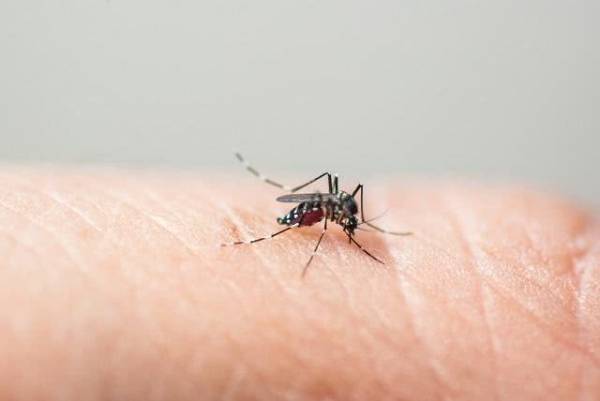 Infestação do mosquito da dengue, zika e chikungunya coloca T. de Maio em risco
