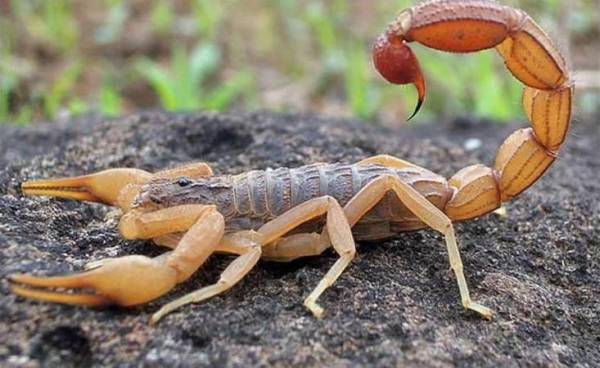 Duas cidades do Noroeste registram picadas de escorpião amarelo