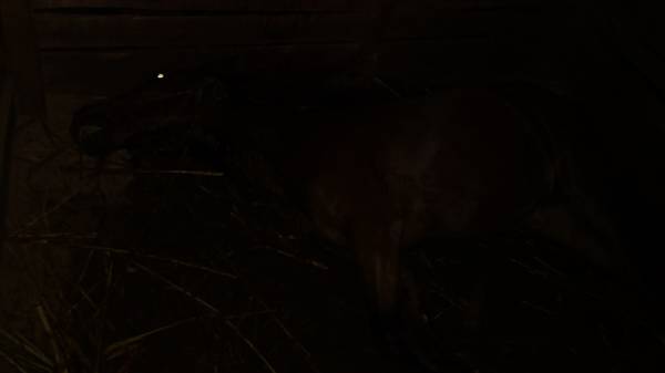 Homem encontra cavalo morto a facadas na cocheira, em Três de Maio