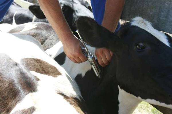 Brasil recebe certificação de país livre da febre aftosa nesta quinta-feira 