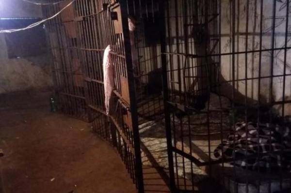 Presos em aldeia indígena de Benjamin Constant do Sul eram lideranças da tribo