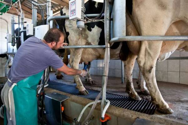 Preço do leite ao produtor sofre queda no Rio Grande do Sul 