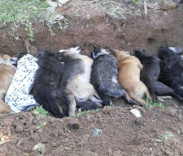 Suspeito de envenenar animais é preso por porte ilegal de arma em Herval