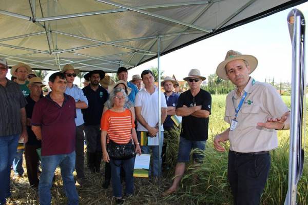 Trigo e canola oferecem opção de rentabilidade e controle de doenças nas culturas de inverno