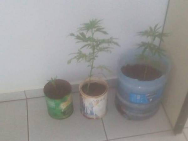 Brigada Militar faz apreensão de pés de maconha que foram plantados em um matagal