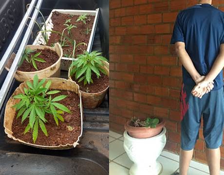 	Adolescente é apreendido com plantação de maconha na Vila Sírio, em Santo Cristo
