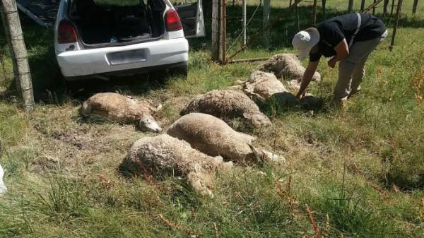 Dois homens são presos transportando 16 ovelhas em carro em Uruguaiana
