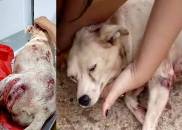 Cachorra é esfaqueada e tem vísceras expostas, em Santo Ângelo