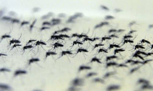 Três de Maio em situação de alto risco por infestação do Aedes aegypti
