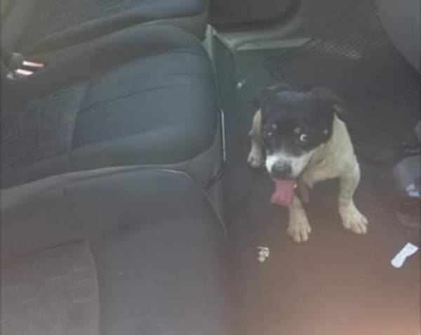 Cachorro é resgatado trancado dentro de carro sob forte calor em Santa Rosa