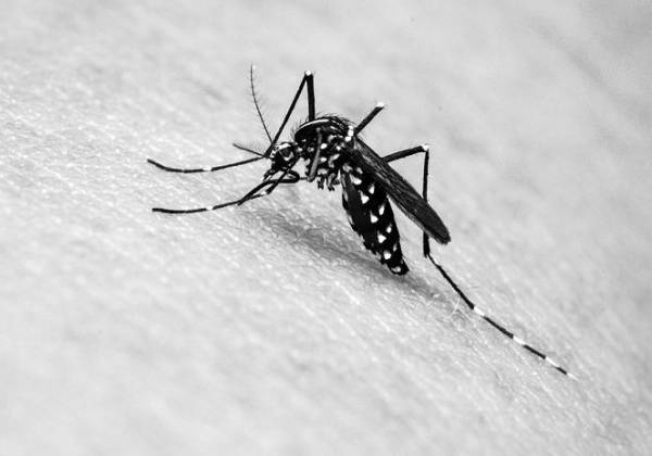 Quase metade dos municípios está em alerta ou com risco de surto para doenças do Aedes