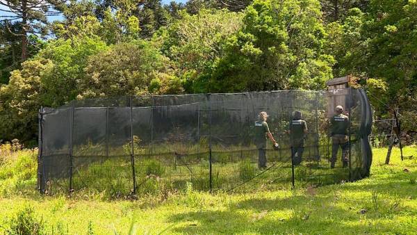 Infiltrado em grupos de WhatsApp, ambientalista denuncia caça ilegal no Rio Grande do Sul