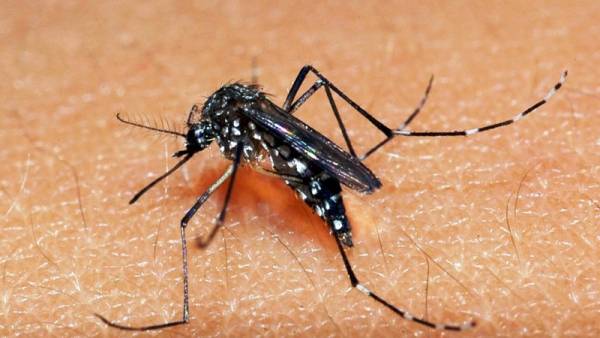 Rio Grande do Sul registra primeiro caso autóctone de dengue no ano