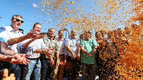 Colheita do milho é aberta em Santo Ângelo com expectativa de 5,6 milhões de toneladas