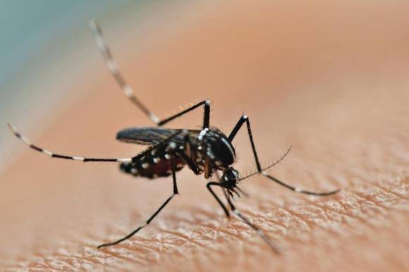 Mais dois casos de dengue confirmados no RS em 2019
