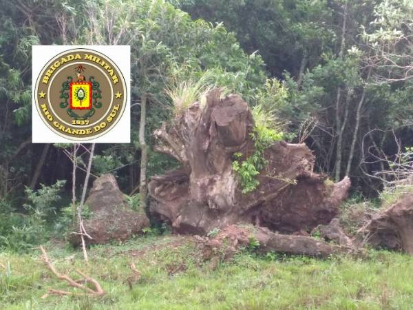Brigada Militar registra crime ambiental em Catuípe