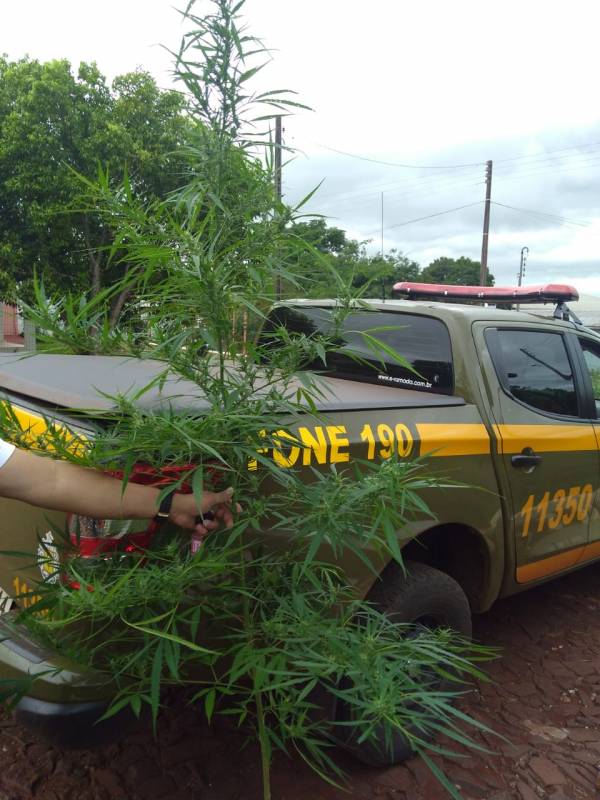 A Brigada Militar de Catuípe apreendeu um pé de maconha na localidade de Colônia das Almas