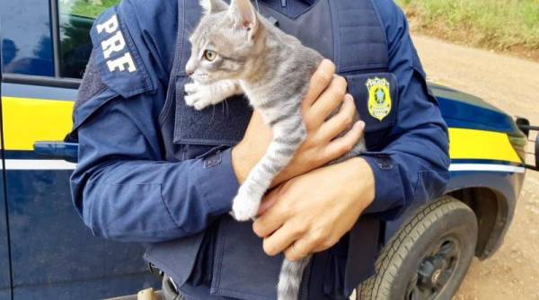 PRF prende homem por abandonar animal doméstico em Vacaria