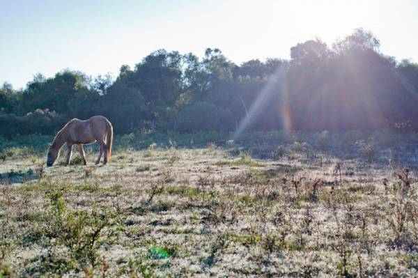 Secretaria Estadual da Agricultura pede estudo para retirada do exame de mormo