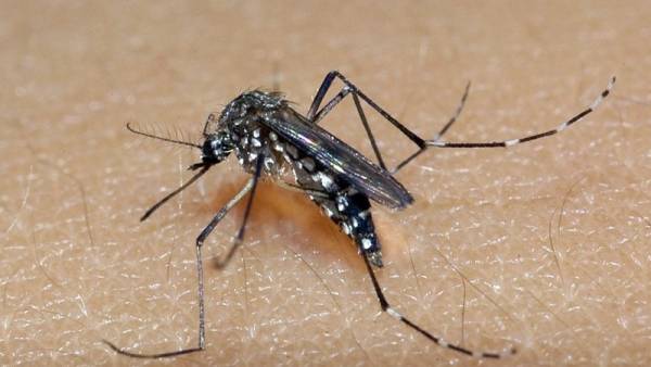 Secretaria Estadual da Saúde confirma caso de dengue em T. de Maio